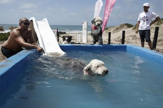 Cada vez más Personas Veranean solo en Lugares Pet Friendly