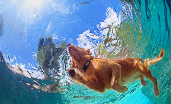 Los perros y las piletas: qué hay que saber a la hora de refrescar a nuestros canes