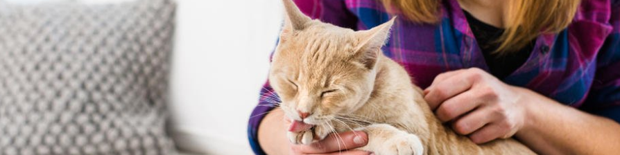 ¿Cuál es la diferencia entre alimento para gatos natural y orgánico?