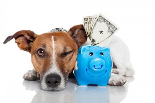 ¿Qué esperar del Mercado Brasileño de Alimentos para Mascotas en 2021?