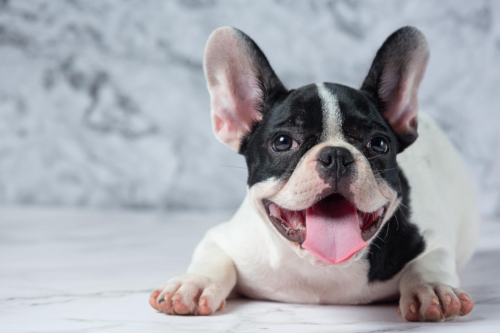 Bulldog Francés. Puntos claves en su alimentación y nutrición