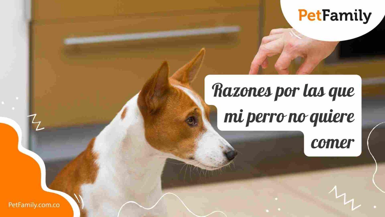 Razones por las que mi perro no quiere comer