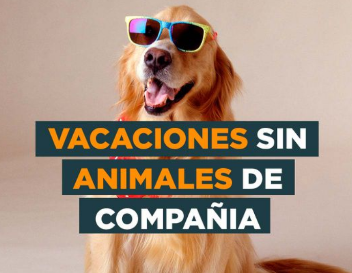 Consejos para saber dónde dejar a nuestros perros y gatos durante las vacaciones