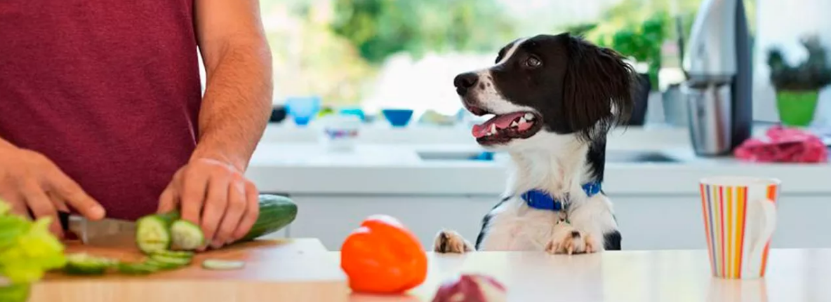 Veterinarios alertan del riesgo de la dieta vegana para perros y gatos