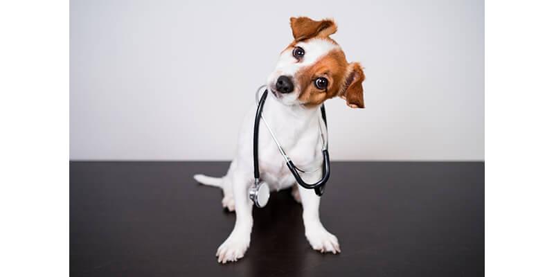 Uso de isoxazolinas para la demodicosis canina