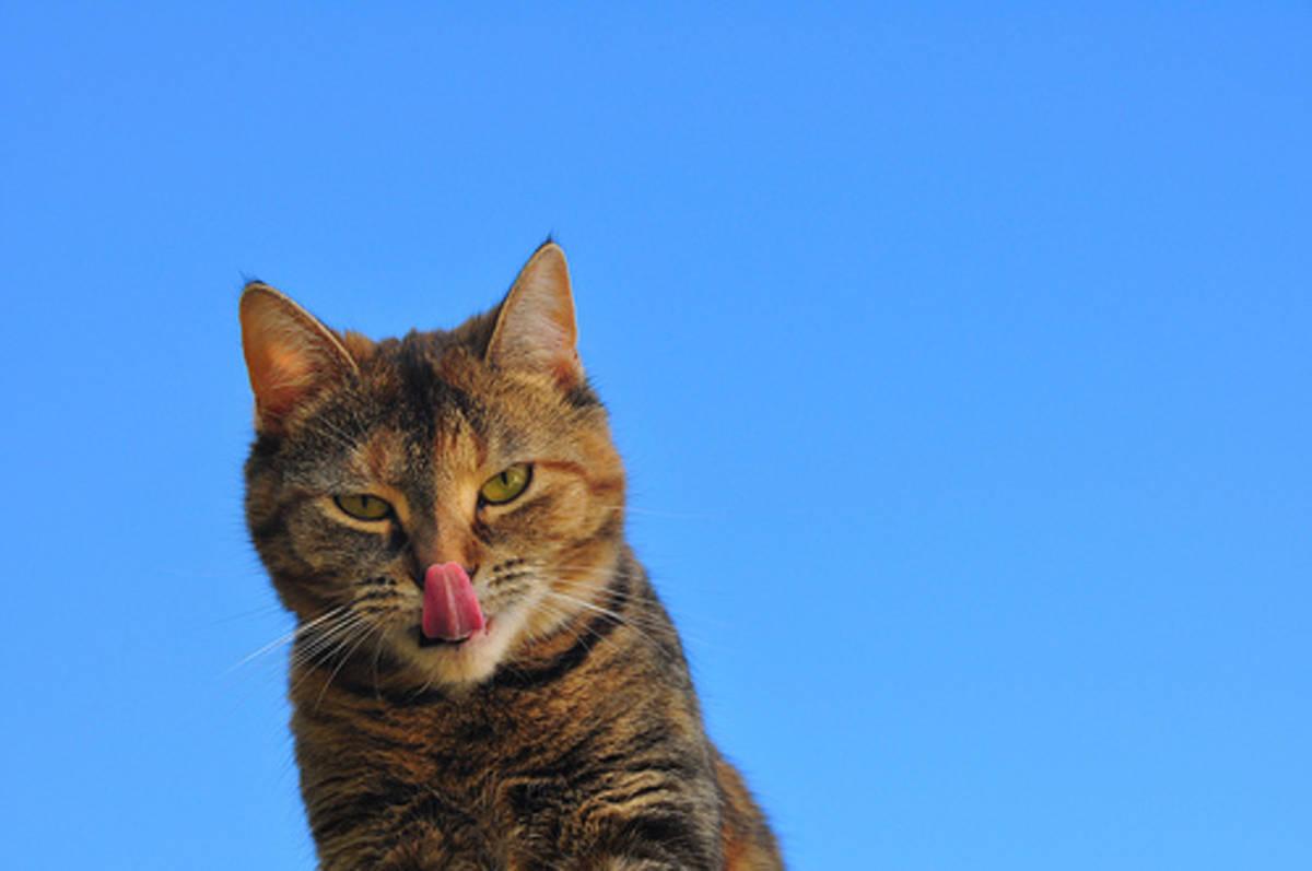 La función de los antioxidantes en perros y gatos