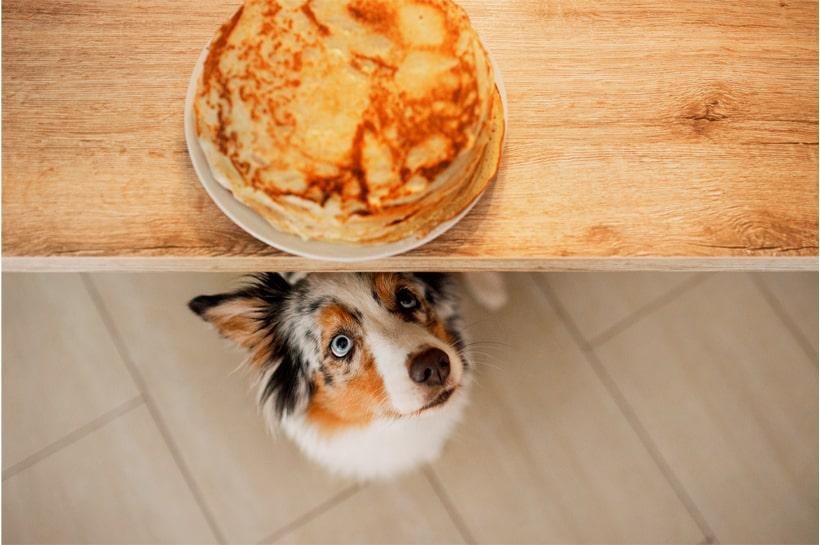 Invierten u$s 26 millones en una planta en Tierra del Fuego para alimentos de mascotas 