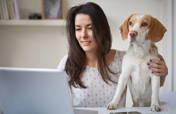 Se realizan búsquedas de probióticos para perros en México, Colombia, Chile.