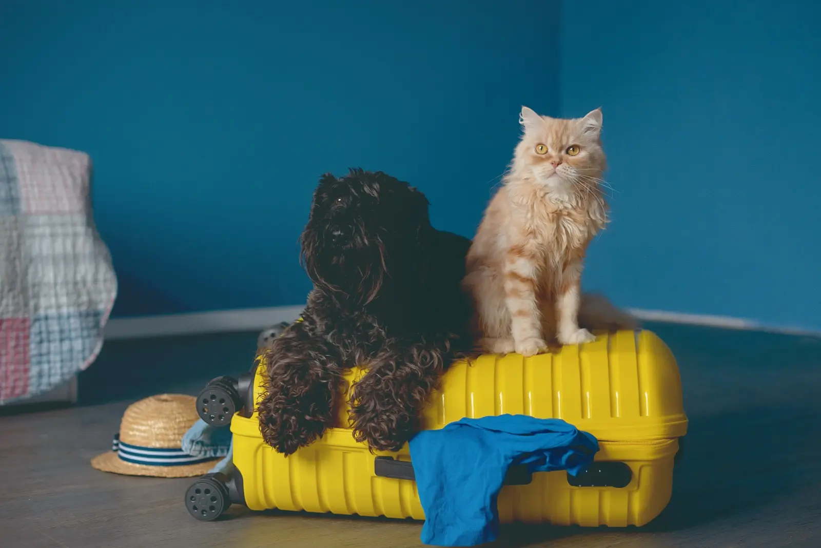 Un mercado cada vez más 'human friendly': el boom de la industria de cuidados de mascotas en Chile